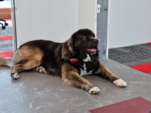 Work-Life-Balance-Manager Max 